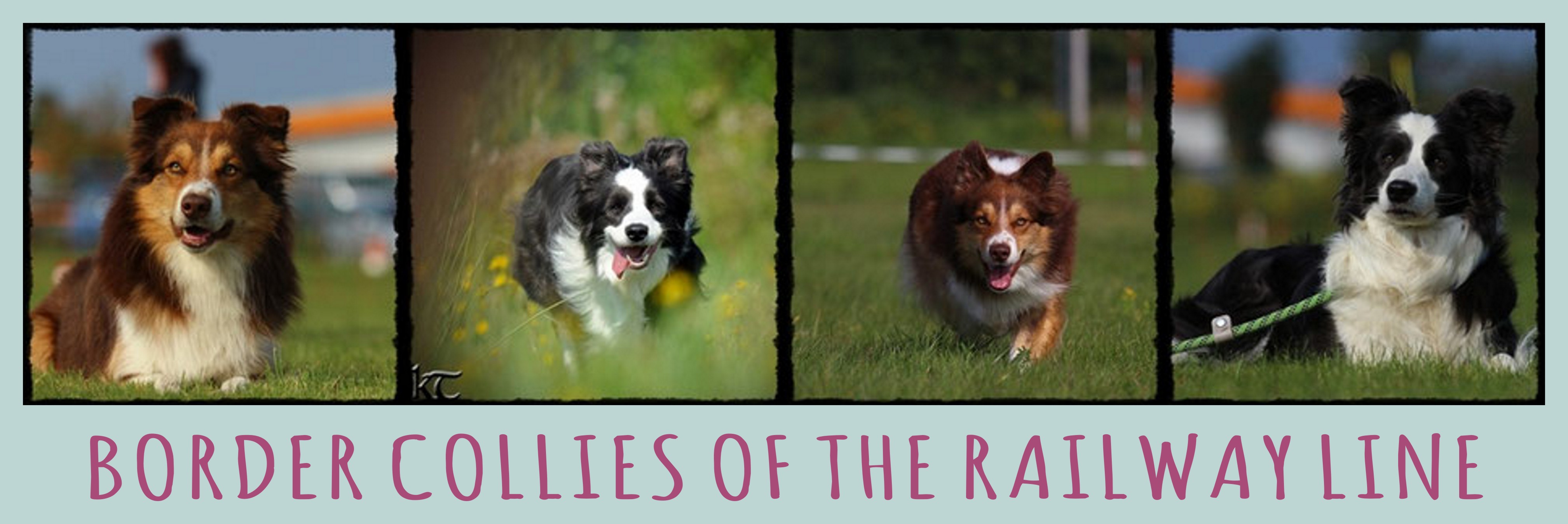 Banner Border Collies of the Railway Line