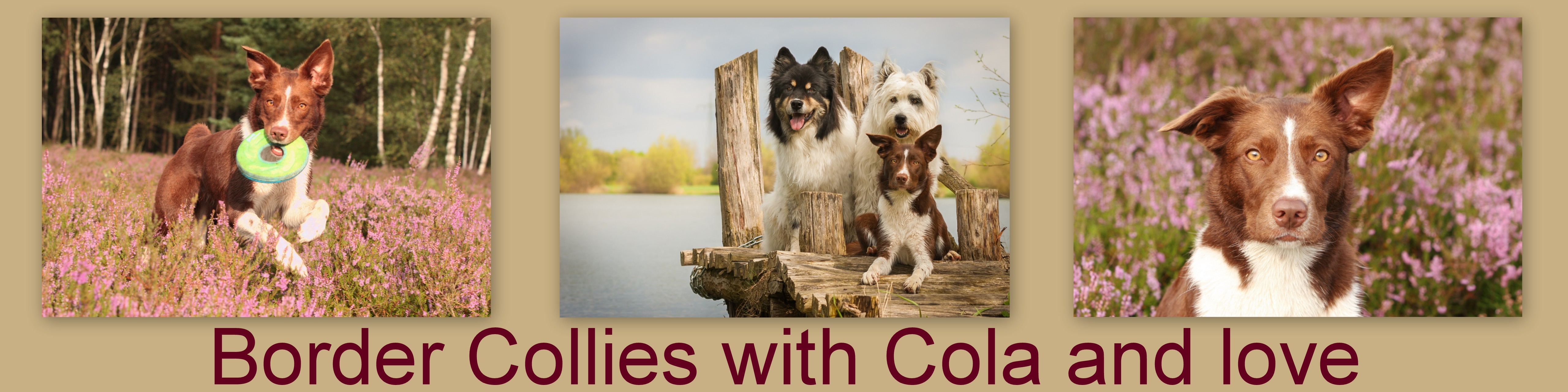 Banner Border Collies with Cola and love