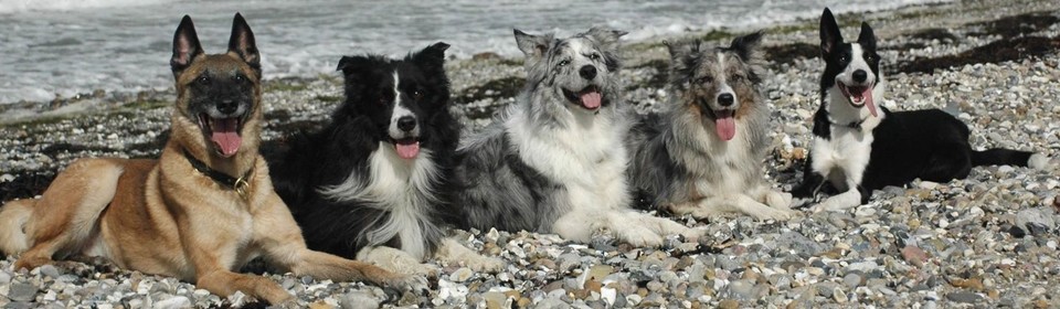 Banner Simply Amazing Border Collies