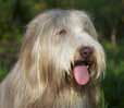 Bearded Collie