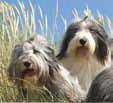 Bearded Collie