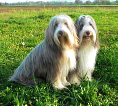 Bearded Collie
