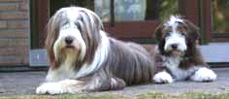 Bearded Collie