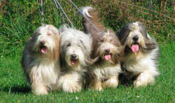 Bearded Collie