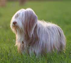 Bearded Collie