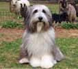 Bearded Collie