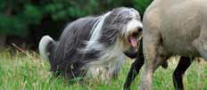 Bearded Collie