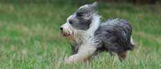 Bearded Collie