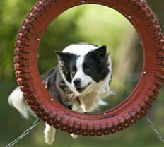 Border Collie