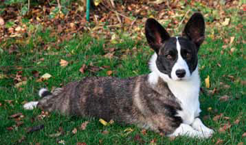 Welsh Corgi Cardigan