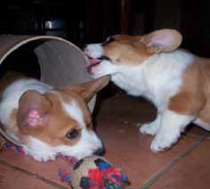 Welsh Corgi Cardigan