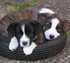 Welsh Corgi Cardigan