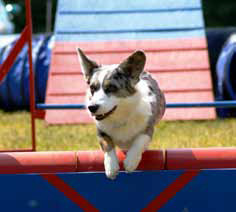 Welsh Corgi Cardigan