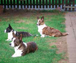 Welsh Corgi Cardigan
