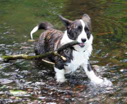 Welsh Corgi Cardigan