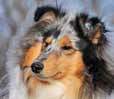 Collie