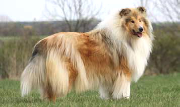 Collie