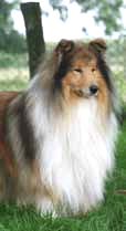 Collie