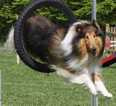 Collie