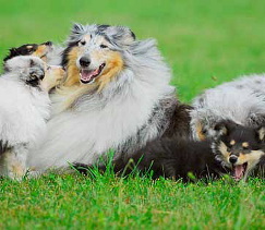 Collie