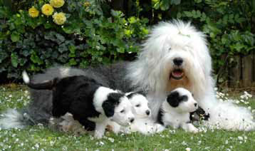 Old English Sheepdog