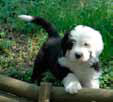 Old English Sheepdog