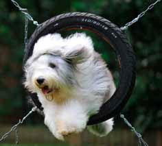 Old English Sheepdog