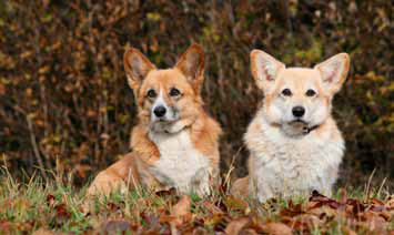 Welsh Corgi Pembroke