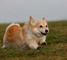 Welsh Corgi Pembroke