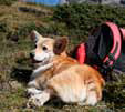 Welsh Corgi Pembroke