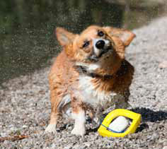 Welsh Corgi Pembroke