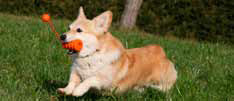 Welsh Corgi Pembroke