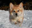 Welsh Corgi Pembroke