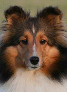 Sheltie