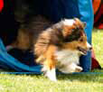 Sheltie