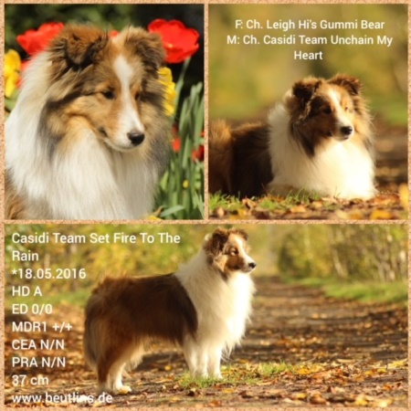 Casidi Team Set Fire To The Rain