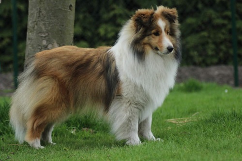 Casidi Team Set Fire To The Rain