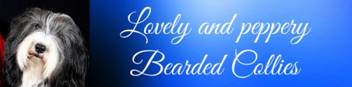 Banner Lovely and peppery Bearded Collies