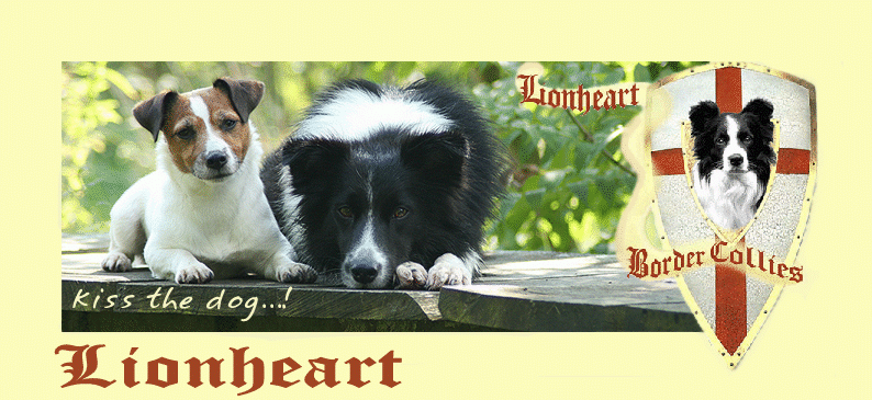 Banner Lionheart Border Collies