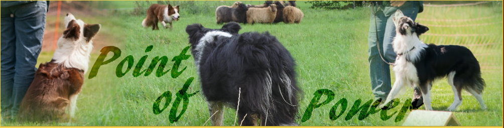 Banner Point of Power Border Collies