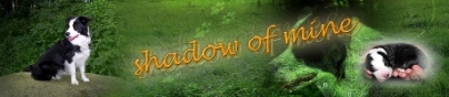 Banner shadow of mine Border Collies