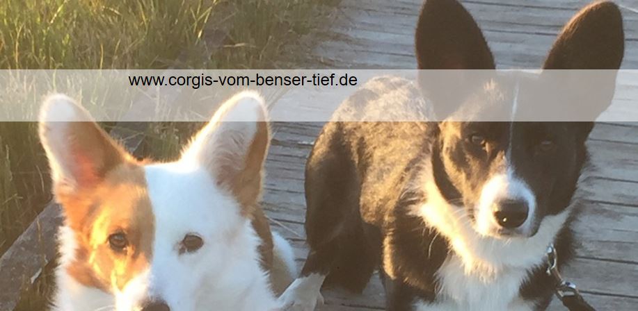 Banner Corgis vom Benser Tief