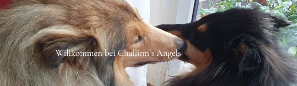 Banner Collies Challinn's Angels