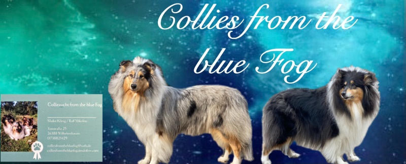 Banner Colliezucht from the blue Fog