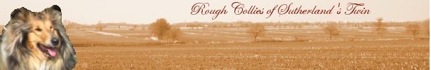Banner Collies & Corgis of Sutherland's Twin