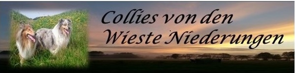 Banner Collies von den Wieste Niederungen