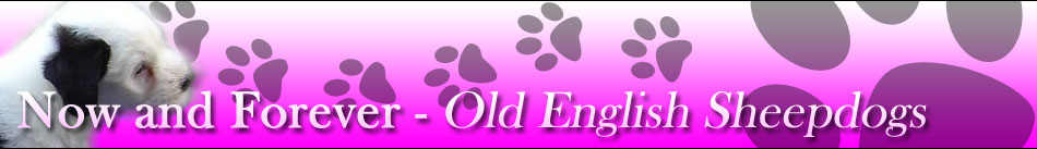 Banner Now and Forever Old English Sheepdogs