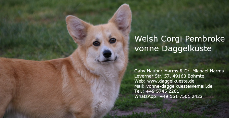 Banner Welsh Corgi Pembroke vonne Daggelküste
