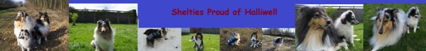 Banner Shelties Proud of Halliwell